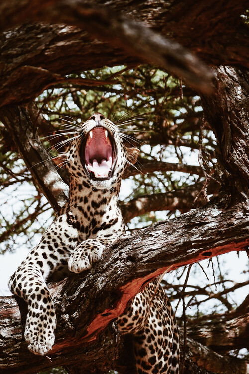Arte fotográfico Yawning cat