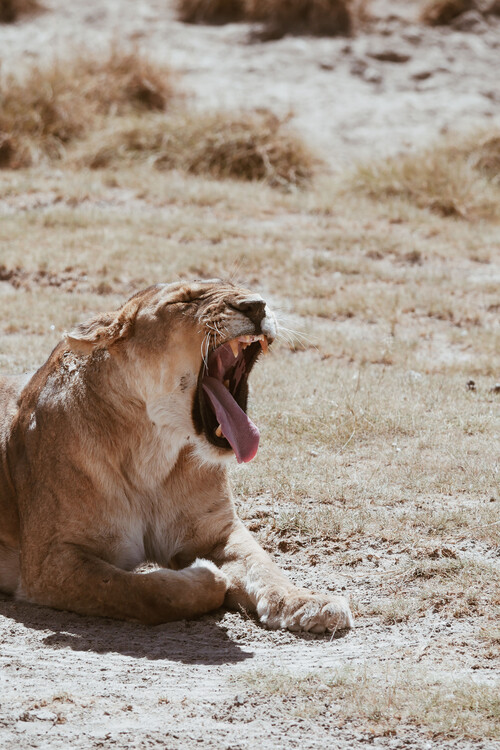 Arte fotográfico Yawning lion