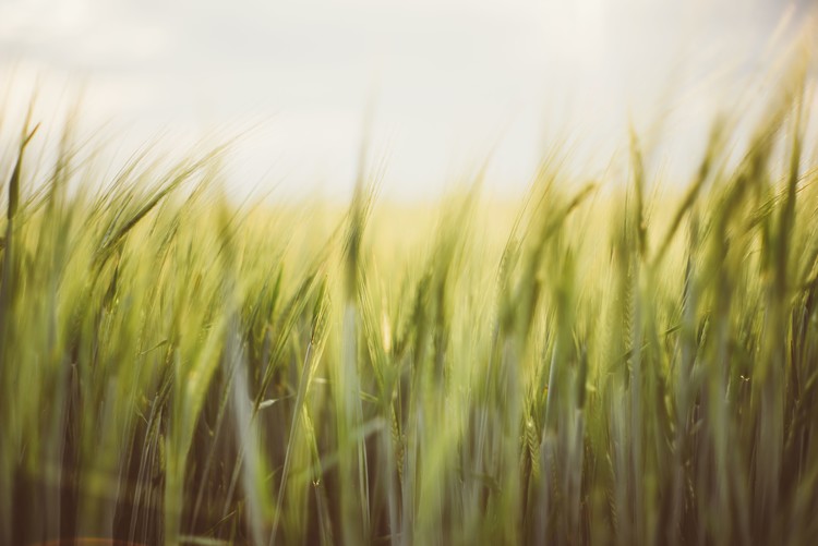 Arte fotográfico Young cereal fields