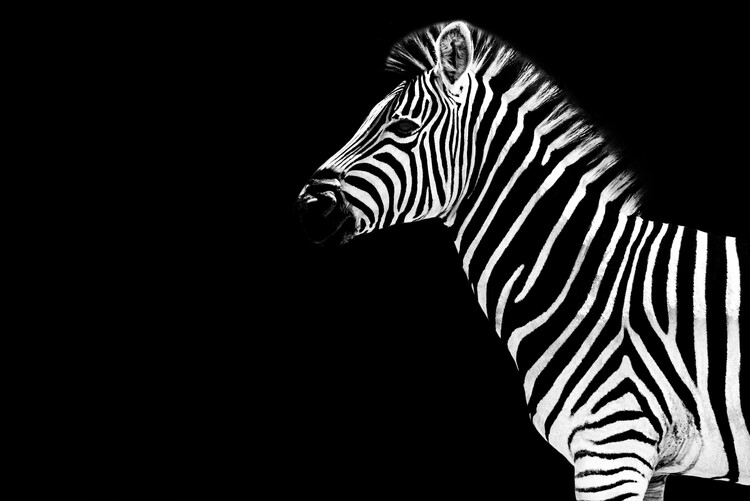 Arte fotográfico Zebra Black Edition
