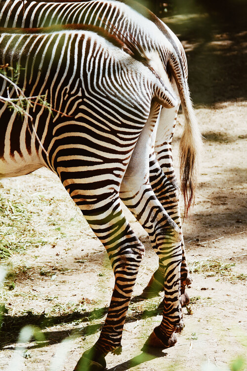 Arte fotográfico Zebra tails