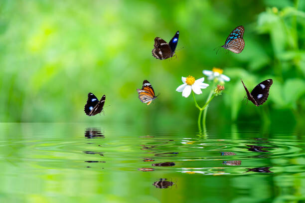 Művészeti fotózás a butterfly smelling a flower