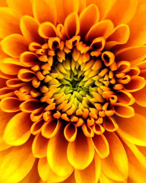 Umjetnička fotografija A Chrysanthemum Flower