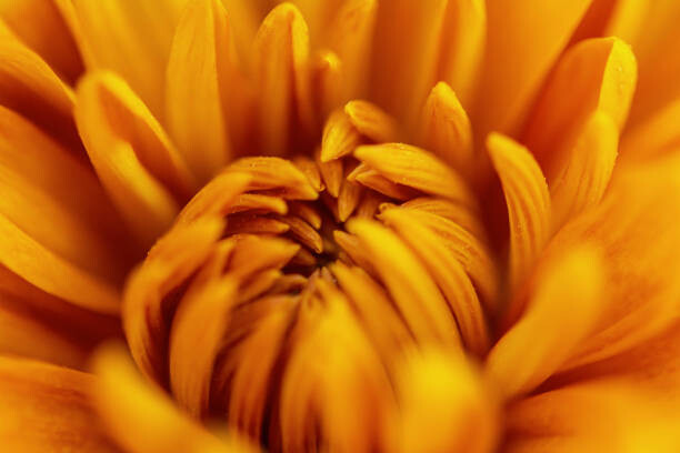 Umetniška fotografija A Chrysanthemum Flower