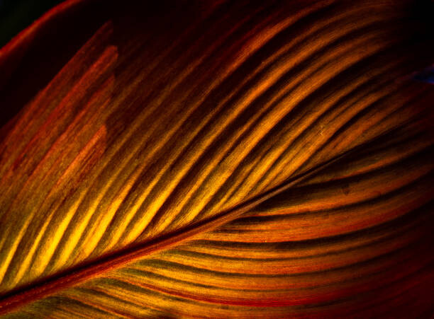 Художествена фотография A Close Up Image of a Vibrant Coloured Leaf of Canna Plant