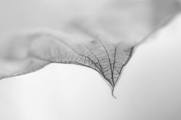 Fotografie A Dry Leaf the tip of a Hosta Plant