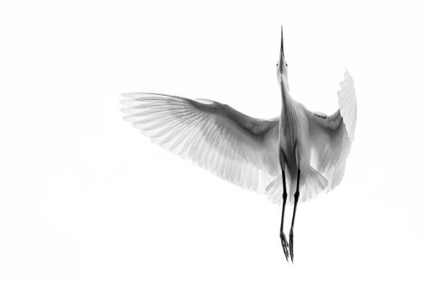 Fotografie A Egret in mid flight from below in Vietnam.