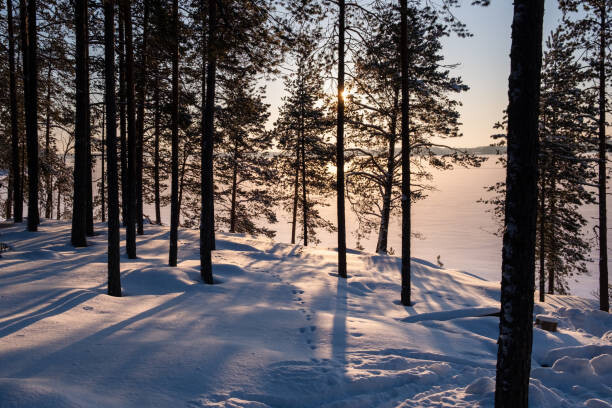 Fotografia A Forest at the Edge of