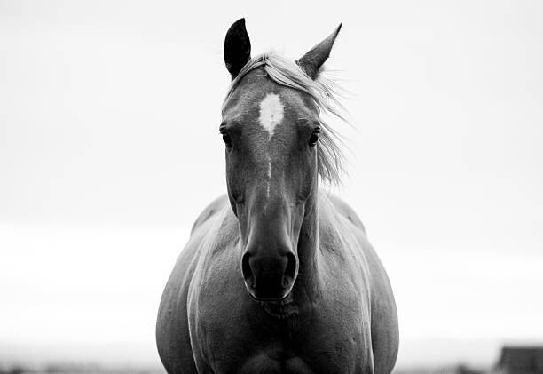 Umelecká fotografie A horse in a field.