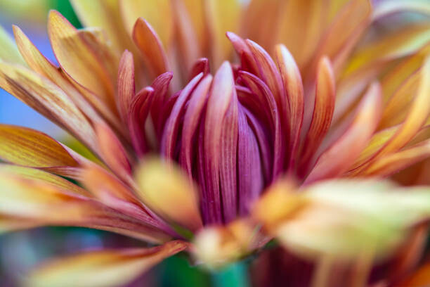 Kunstfotografie A Macro Closeup of a Chrysanthemum Flower