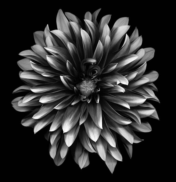Kunstfotografie A monochrome dahlia on a black background