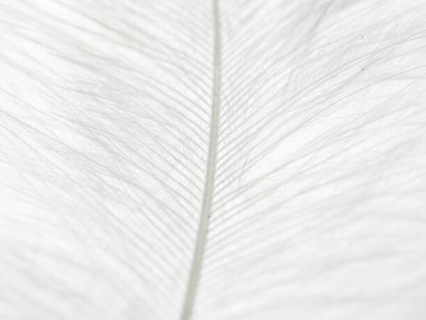 Umelecká fotografie Abstract background of white feather close up.