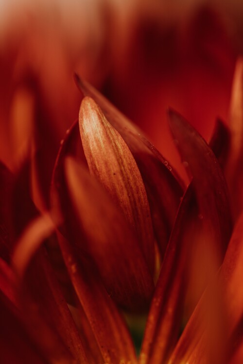 Umělecká fotografie Abstract detail of red flowers