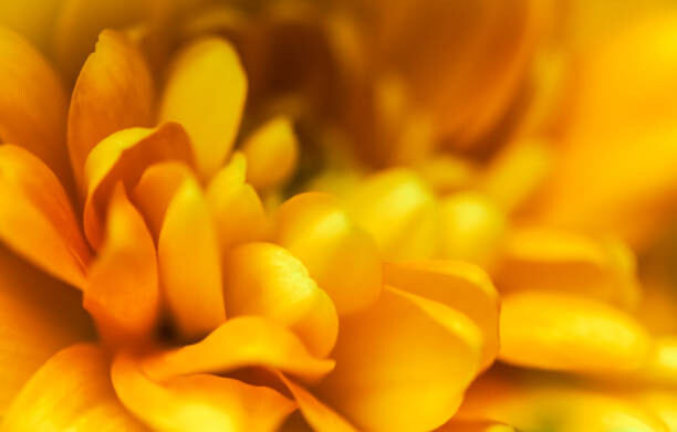 Kunstfotografie Abstract floral background, yellow chrysanthemum flower.