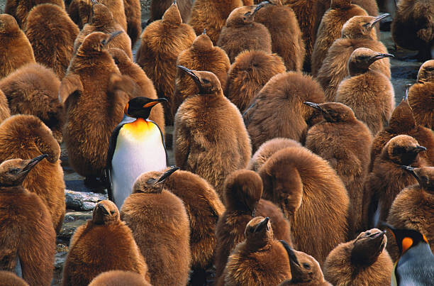 Umělecká fotografie Adult king penguin  surrounded by