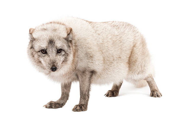 Fotografi Arctic fox, Vulpes lagopus, standing, looking