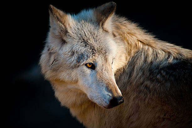 Kunstfotografi Arctic wolf. Canis lupus arctos