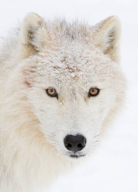 Kunstfotografi Arctic wolf closeup with snow on