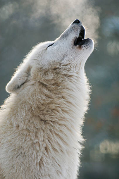 Kunstfotografi Arctic wolf howling