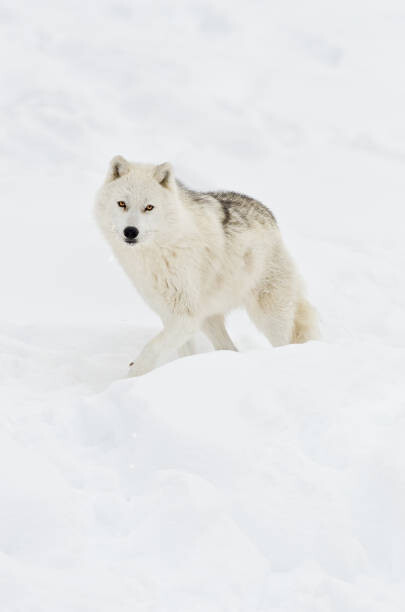 Kunstfotografi Arctic wolf walking on snow in winter
