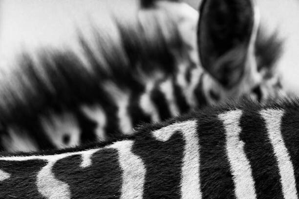 Konstfotografering Art of Zebra Stripes and Mane