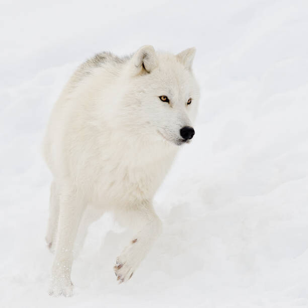 Fotografia artistica Artic wolf (Canis lupus arctos) in snow