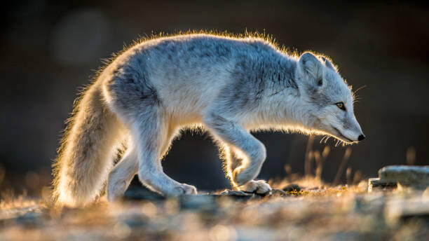 Fotografi ArticFox