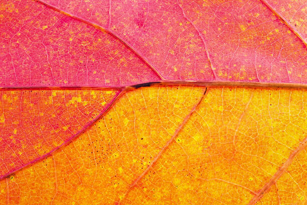 Umělecká fotografie Autumn Leaf Close-Up
