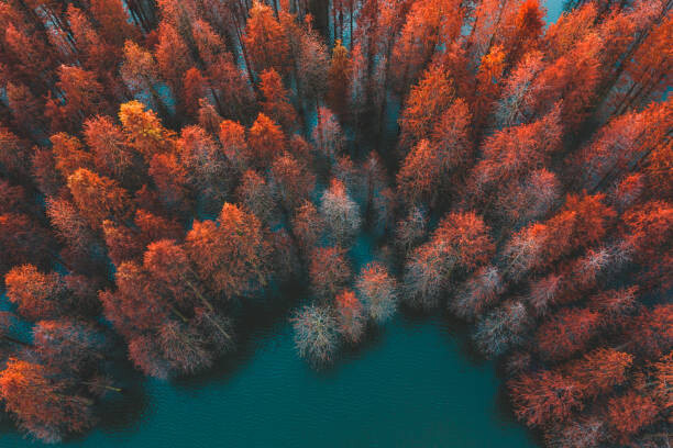 Umetniška fotografija Autumn trees and green lake