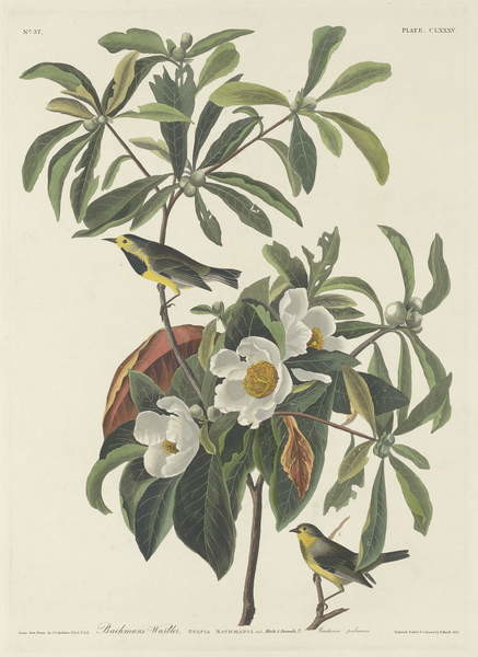 Obrazová reprodukce Bachman's Warbler, 1834