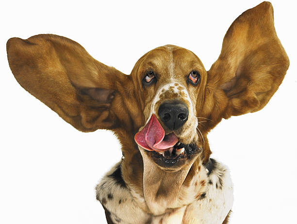 Umělecká fotografie Basset hound with ears flying