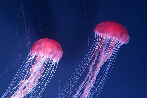 Fotografia Beautiful jellyfishes floating in water