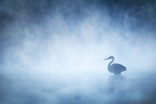 Fotografie de artă Beautiful Mysterious Great Blue Heron on