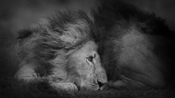 Umělecká fotografie Beautiful Portrait of Two Male Lions
