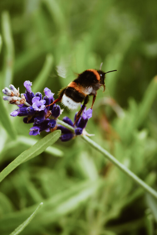 Arte fotográfico Bee buzzing
