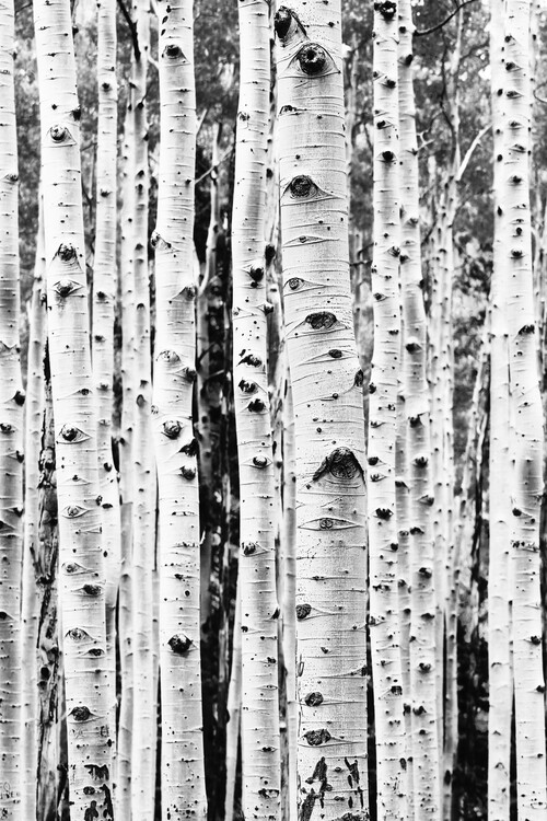Konstfotografering Birch trunks