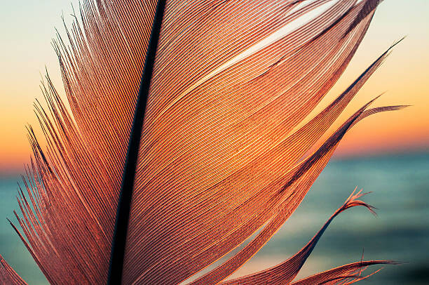 Umělecká fotografie Bird feather on sunset background