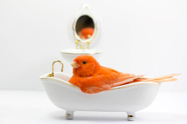 Umělecká fotografie Bird taking a bath in the bathtub