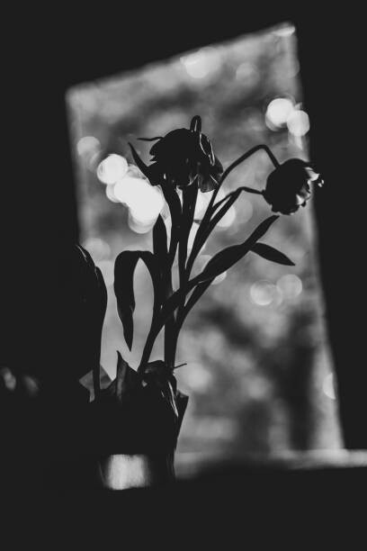 Művészeti fotózás Black and white portrait of tulips
