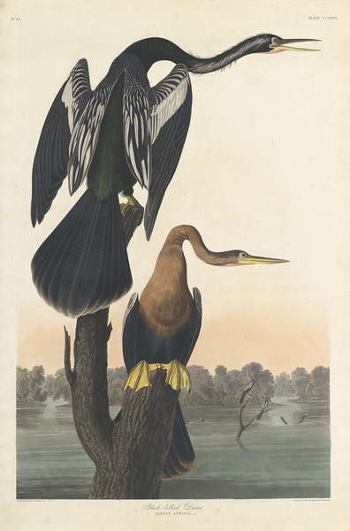 Obrazová reprodukce Black-bellied Darter, 1836