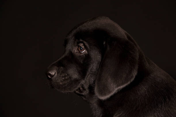 Konstfotografering black Labrador Retriever puppy
