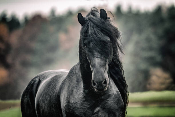 Umjetnička fotografija Black pearl of Frisian horse breeding in Poland