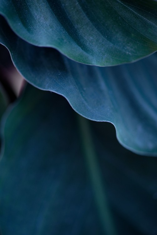 Artă fotografică Blades from blue plant