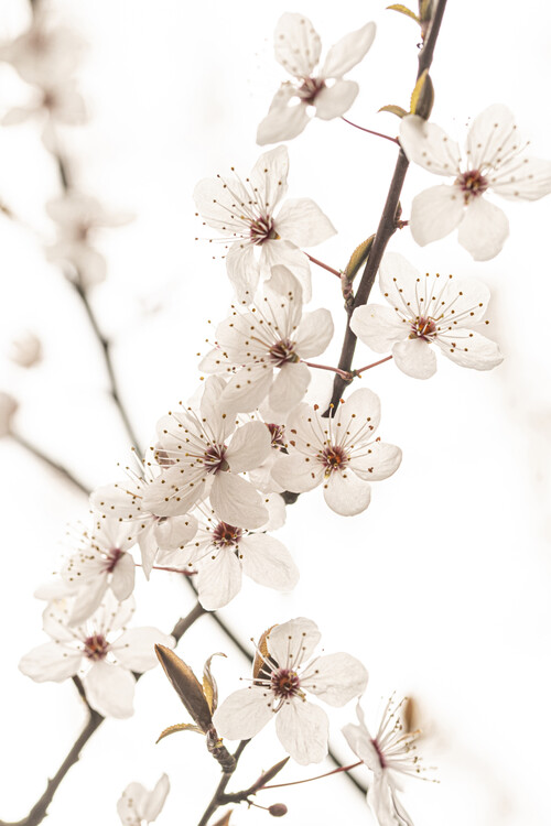 Kunstfotografie Blossoming