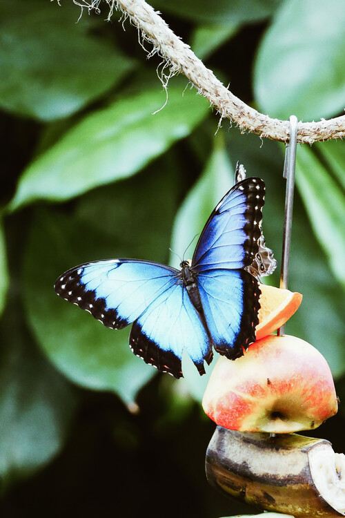 Arte fotográfico Blue Butterfly