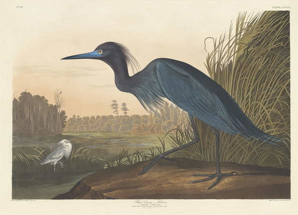 Obrazová reprodukce Blue Crane or Heron, 1836