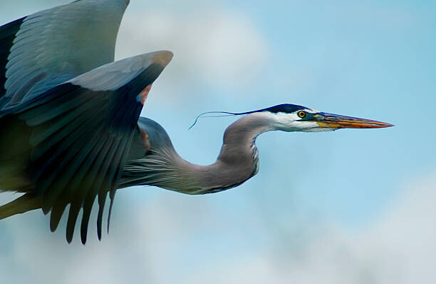 Kunstfotografi Blue Heron Flight