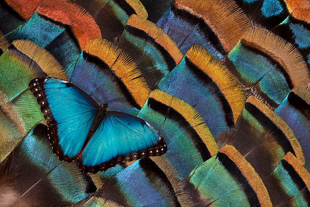 Umělecká fotografie Blue Morpho Butterfly on Oscellated Turkey Feather