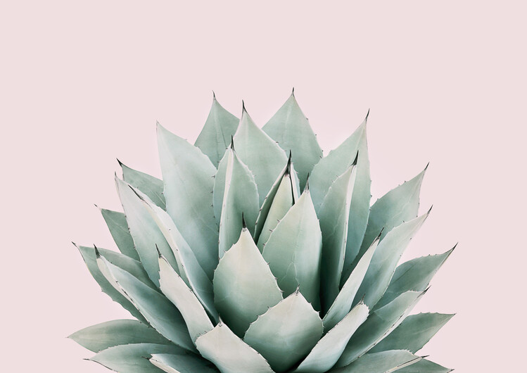 Umělecká fotografie Blushing succulent