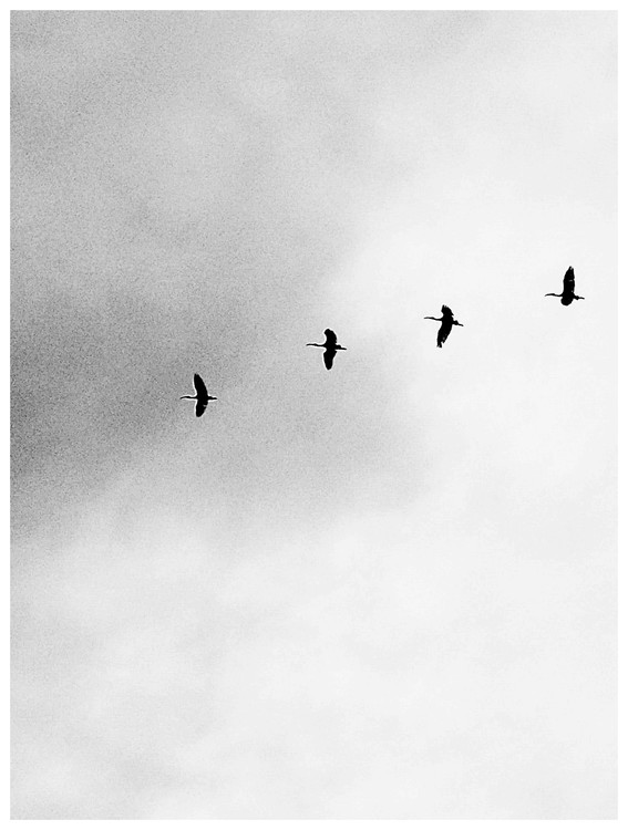 Photographie d'art Border four birds